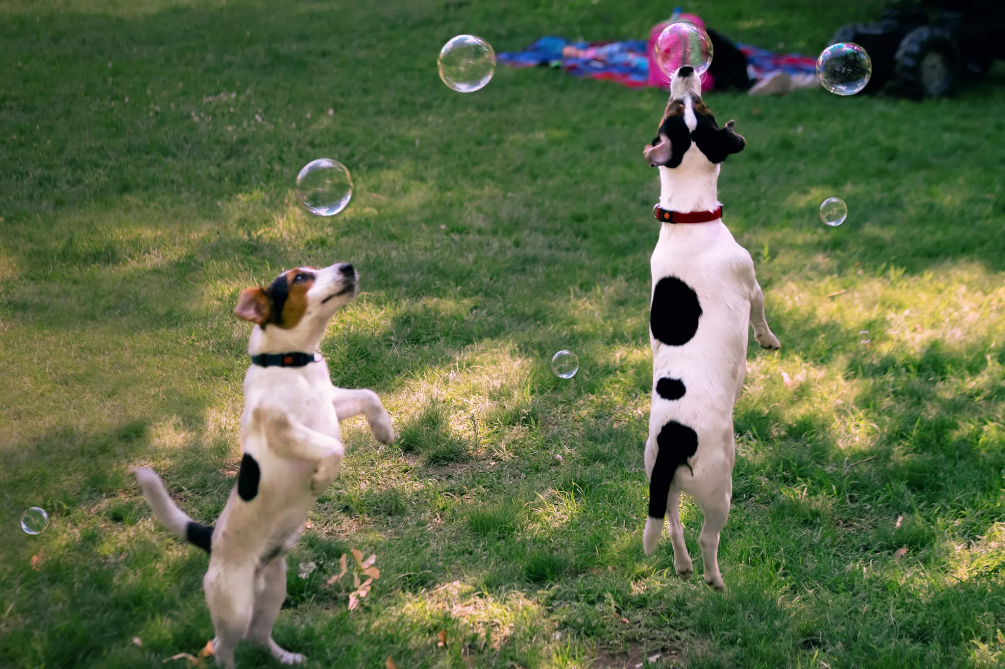 Unleash the Fun - Hassayampa Canine Resort & Spa's Prescott Adventure