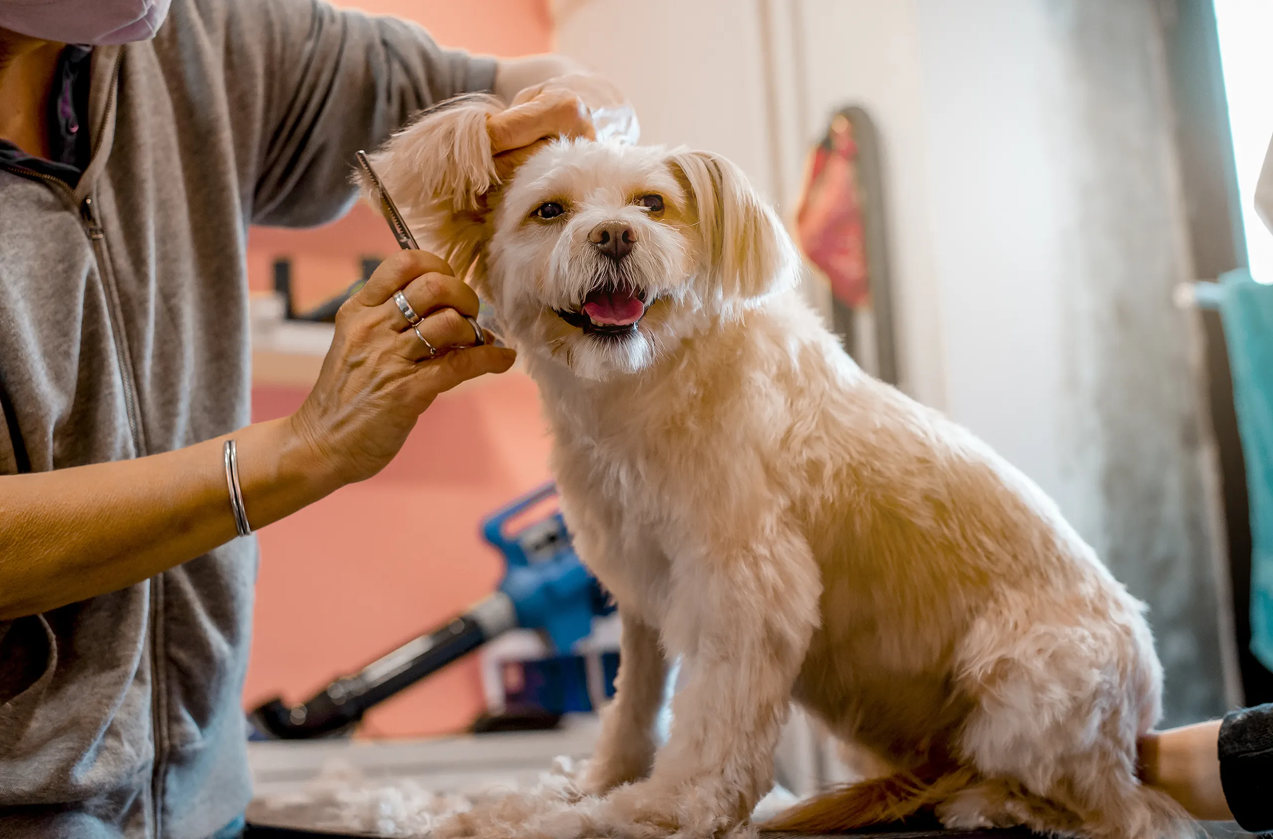 Dog Grooming in Prescott | Hassayampa Canine Services